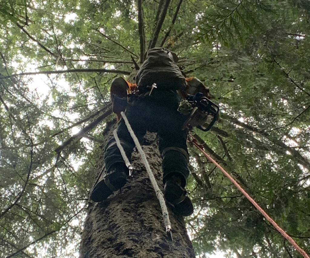 Hazard tree assessments by Coastal Arborist